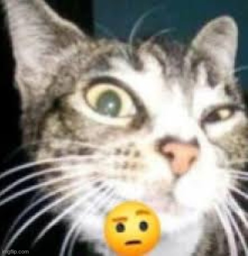 You looking a little sus | image tagged in cat eyebrow | made w/ Imgflip meme maker