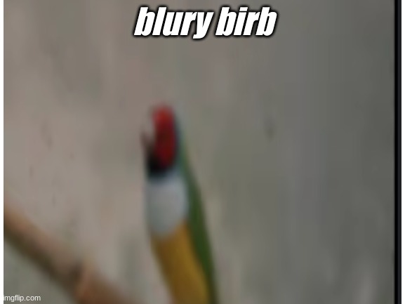 blur birb | blury birb | image tagged in birb | made w/ Imgflip meme maker