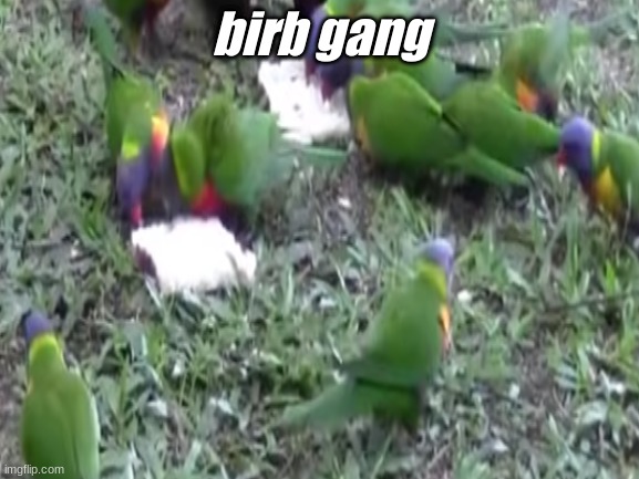 brirb gang | birb gang | image tagged in birb | made w/ Imgflip meme maker