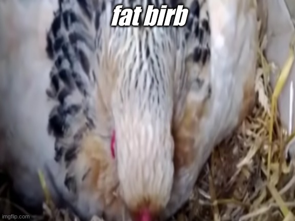 fat birb | fat birb | made w/ Imgflip meme maker