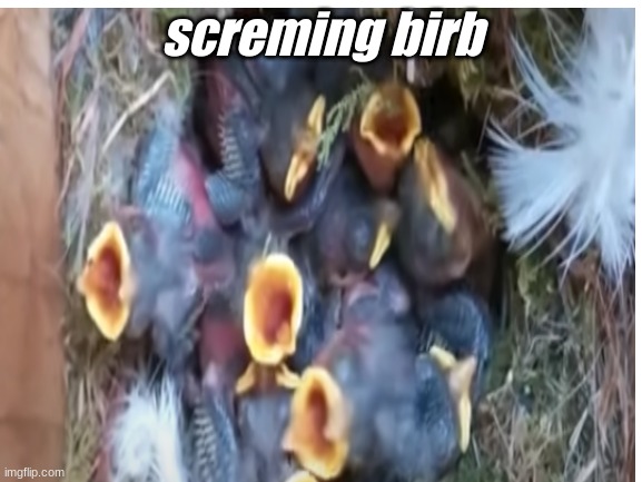 sremiing birb | screming birb | made w/ Imgflip meme maker