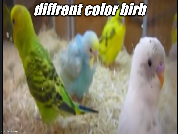 diffrent color birb | diffrent color birb | made w/ Imgflip meme maker