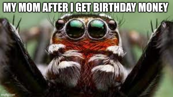 ghm | MY MOM AFTER I GET BIRTHDAY MONEY | image tagged in cute spider | made w/ Imgflip meme maker