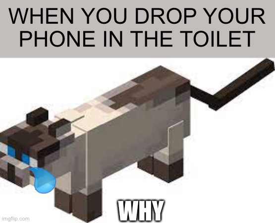Why | WHEN YOU DROP YOUR PHONE IN THE TOILET; WHY | image tagged in mc cat | made w/ Imgflip meme maker