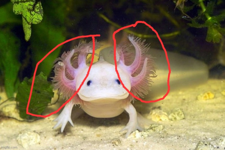 Axolotl | image tagged in axolotl | made w/ Imgflip meme maker