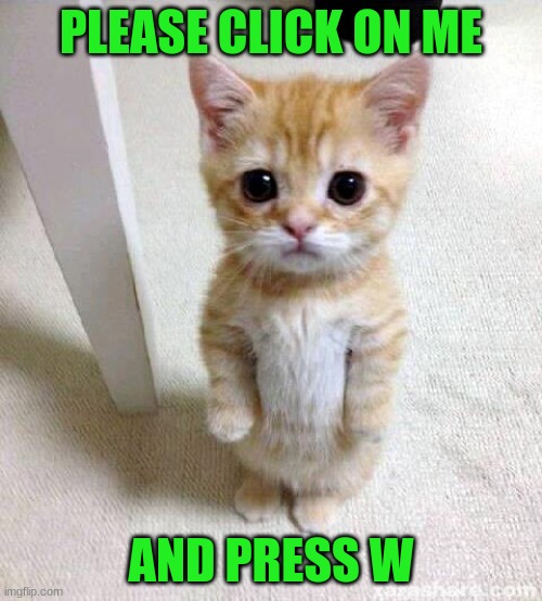 follow these steps for 100 cat years of this cat loving you! | PLEASE CLICK ON ME; AND PRESS W | image tagged in memes,cute cat | made w/ Imgflip meme maker