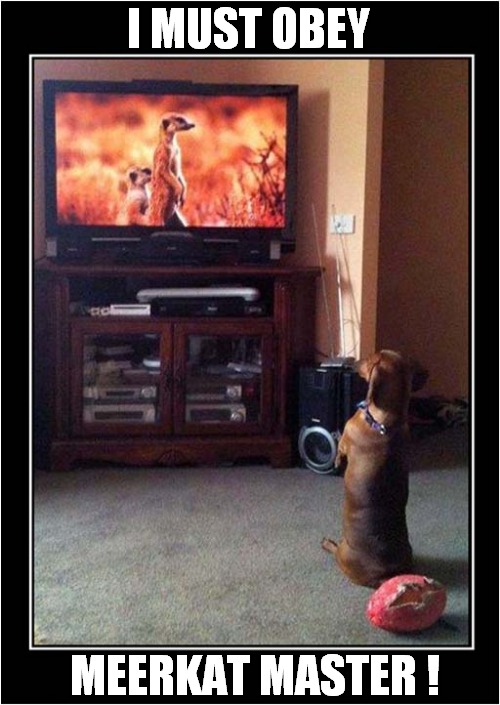 Hypnotized By Meerkat ! | I MUST OBEY; MEERKAT MASTER ! | image tagged in dogs,meerkats,hypnotize | made w/ Imgflip meme maker