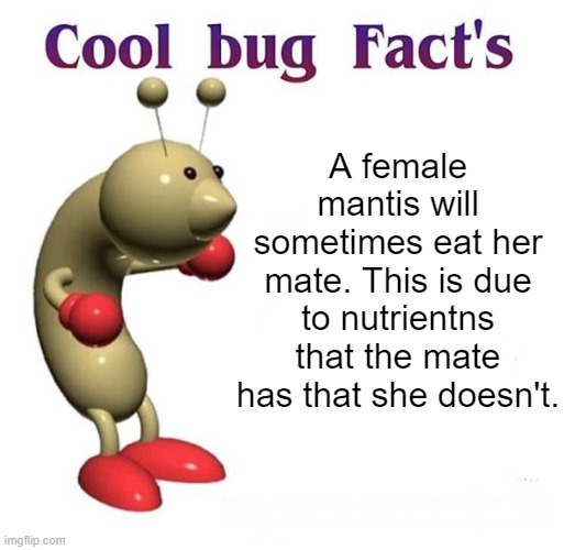 Mantis Fact |  A female mantis will sometimes eat her mate. This is due to nutrientns that the mate has that she doesn't. | image tagged in cool bug facts,praying mantis,insect | made w/ Imgflip meme maker