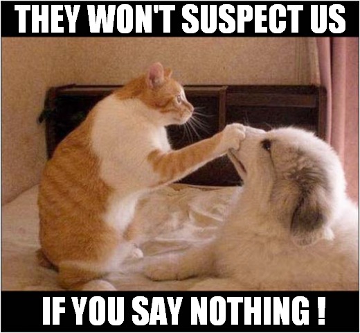 Suspicious Behaviour ! | THEY WON'T SUSPECT US; IF YOU SAY NOTHING ! | image tagged in cats,dogs,suspicious | made w/ Imgflip meme maker
