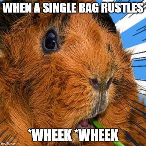WHEN A SINGLE BAG RUSTLES; *WHEEK *WHEEK | made w/ Imgflip meme maker