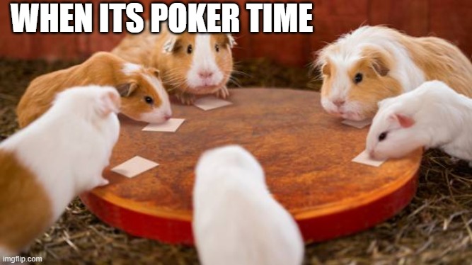 Guinea pig poker | WHEN ITS POKER TIME | image tagged in guinea pig poker | made w/ Imgflip meme maker