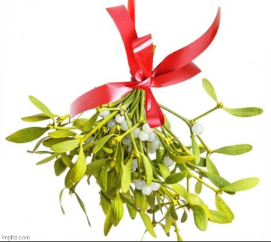 mistletoe | image tagged in mistletoe | made w/ Imgflip meme maker