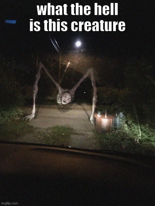 wtf | what the hell is this creature | image tagged in what | made w/ Imgflip meme maker
