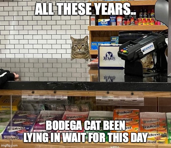 bodega cat been lying in wait all these years | ALL THESE YEARS.. BODEGA CAT BEEN LYING IN WAIT FOR THIS DAY | image tagged in bodega cat,bodega,cat | made w/ Imgflip meme maker