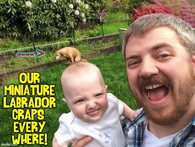Delaware residents believe dog poop will help bald guys grow hair | ---- >; OUR
MINIATURE
LABRADOR
CRAPS 
EVERY
WHERE! | image tagged in vince vance,miniature,dogs,dog poop,memes,babies | made w/ Imgflip meme maker