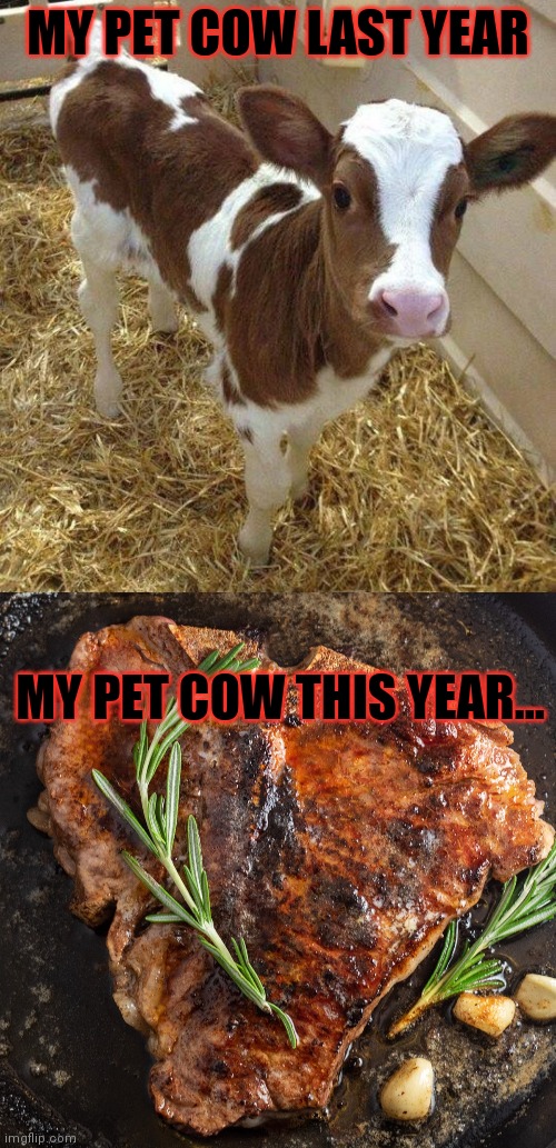Best pet ever | MY PET COW LAST YEAR; MY PET COW THIS YEAR... | image tagged in best,pet,ever,cows | made w/ Imgflip meme maker