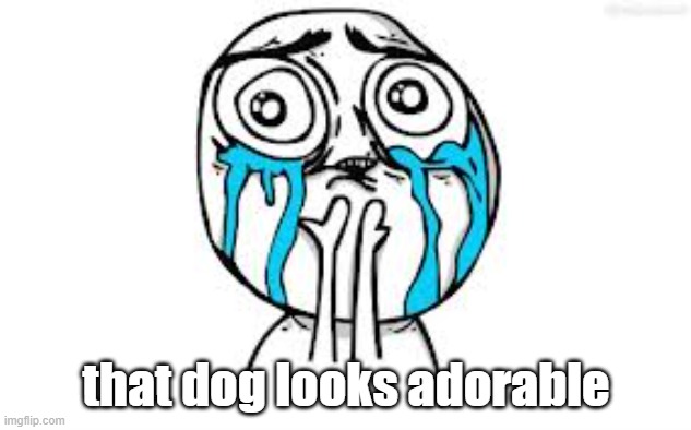 Crying Because Of Cute Meme | that dog looks adorable | image tagged in memes,crying because of cute | made w/ Imgflip meme maker