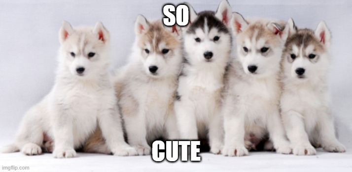 SO; CUTE | image tagged in husky,puppies | made w/ Imgflip meme maker
