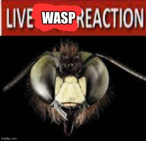 live wasp reaction | image tagged in star wars,lego,minecraft,fortnite,among us,edgy | made w/ Imgflip meme maker