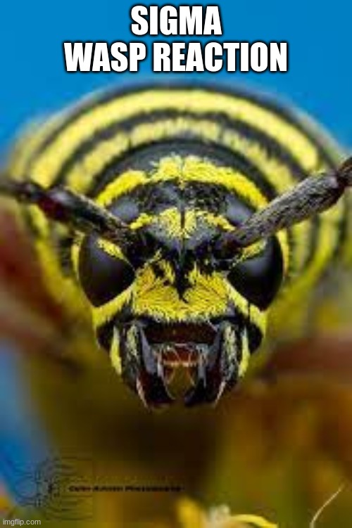 wasp | SIGMA WASP REACTION | image tagged in wasp | made w/ Imgflip meme maker