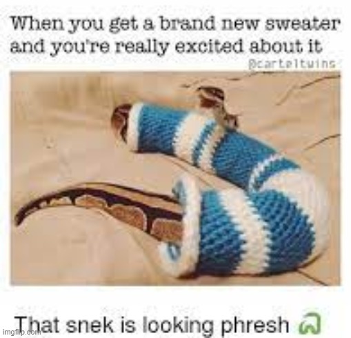 yes, sweater | image tagged in snake,snek,sweater | made w/ Imgflip meme maker