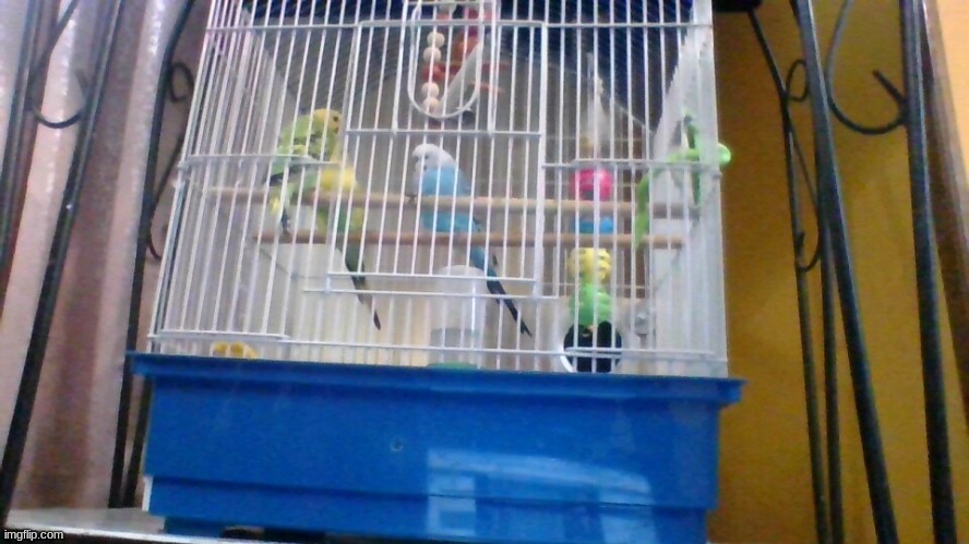 birb reveal | made w/ Imgflip meme maker