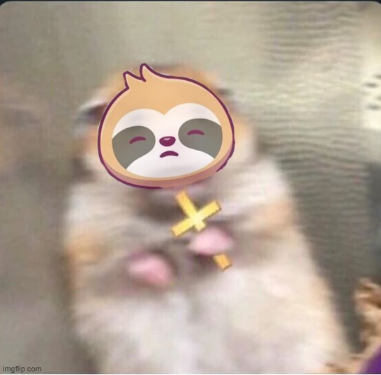 Sloth hamster shook Blank Meme Template