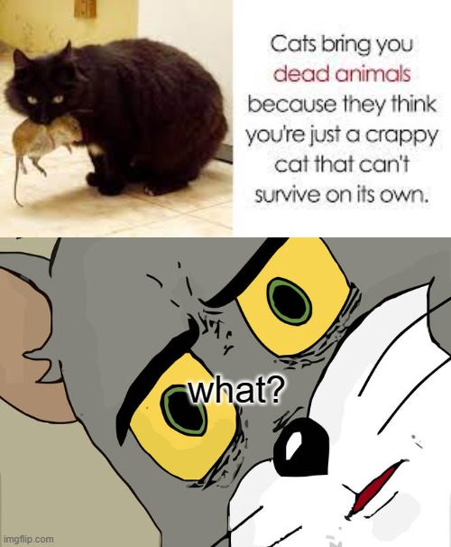3 in one day! | what? | image tagged in memes,unsettled tom,cats,disturbed tom,disturbing,wait what | made w/ Imgflip meme maker