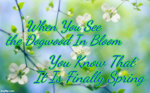 flowers |  When You See the Dogwood In Bloom; You Know That It Is Finally Spring | image tagged in flowers | made w/ Imgflip meme maker