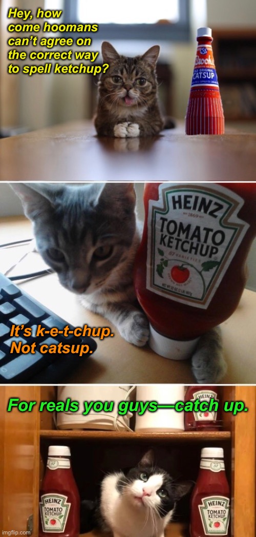 It’s not catsup! | Hey, how come hoomans can’t agree on the correct way to spell ketchup? It’s k-e-t-chup. Not catsup. For reals you guys—catch up. | image tagged in funny memes,funny cat memes,spelling matters | made w/ Imgflip meme maker