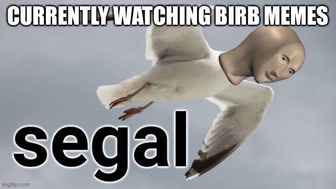 B i r b | CURRENTLY WATCHING BIRB MEMES | image tagged in meme man segal | made w/ Imgflip meme maker