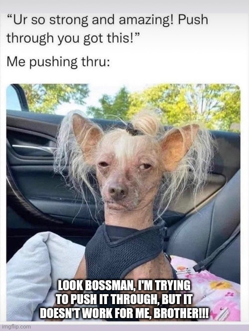 When Pushing Through Isn't Enough |  LOOK BOSSMAN, I'M TRYING TO PUSH IT THROUGH, BUT IT DOESN'T WORK FOR ME, BROTHER!!! | image tagged in dog memes | made w/ Imgflip meme maker