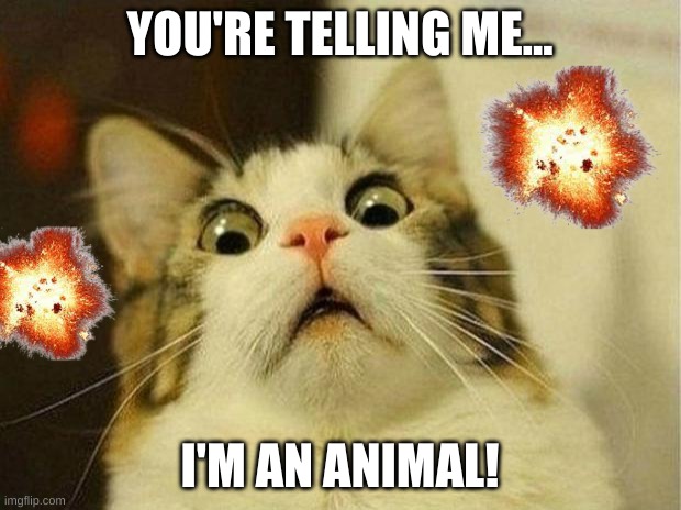 The cat finds out the truth... | YOU'RE TELLING ME... I'M AN ANIMAL! | image tagged in memes,scared cat | made w/ Imgflip meme maker