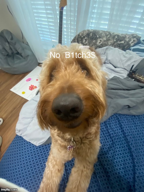 No Bitches dogo | image tagged in no bitches dogo | made w/ Imgflip meme maker