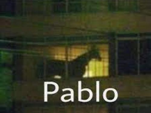 High Quality pablo the horse Blank Meme Template