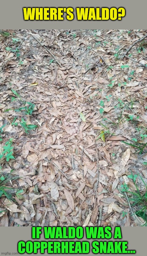 Watch your step... |  WHERE'S WALDO? IF WALDO WAS A COPPERHEAD SNAKE... | image tagged in copperhead,snake,woods,where's waldo,camouflage | made w/ Imgflip meme maker