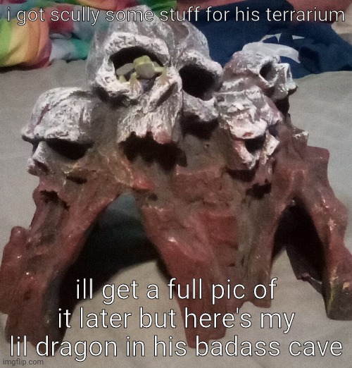 i got scully some stuff for his terrarium; ill get a full pic of it later but here's my lil dragon in his badass cave | made w/ Imgflip meme maker