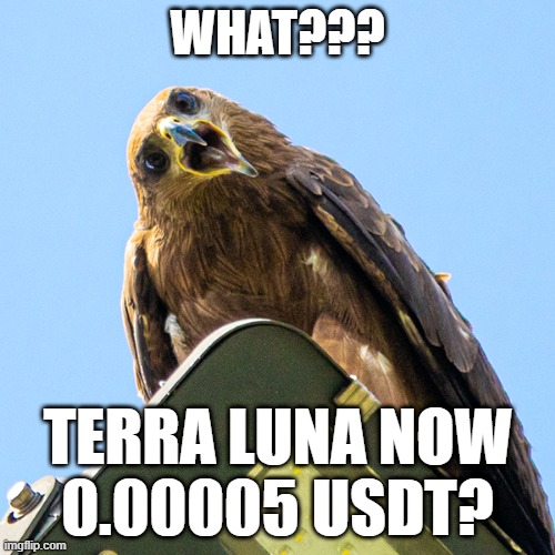Terra Luna Fall | WHAT??? TERRA LUNA NOW
0.00005 USDT? | image tagged in madhuri the eagle - startled - nft | made w/ Imgflip meme maker
