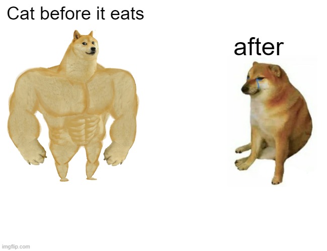 Buff Doge vs. Cheems Meme | Cat before it eats; after | image tagged in memes,buff doge vs cheems,funny meme | made w/ Imgflip meme maker