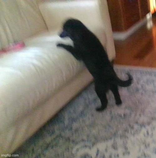 MY NEW DOG | made w/ Imgflip meme maker