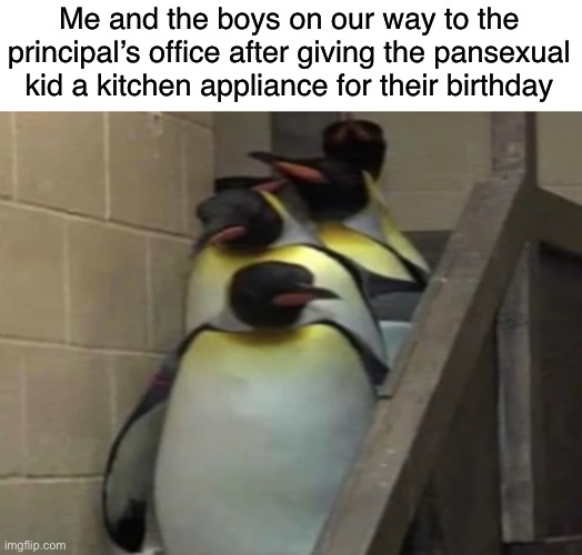 Penguins going to principal office | Me and the boys on our way to the principal’s office after giving the pansexual kid a kitchen appliance for their birthday | image tagged in penguins going to principal office | made w/ Imgflip meme maker