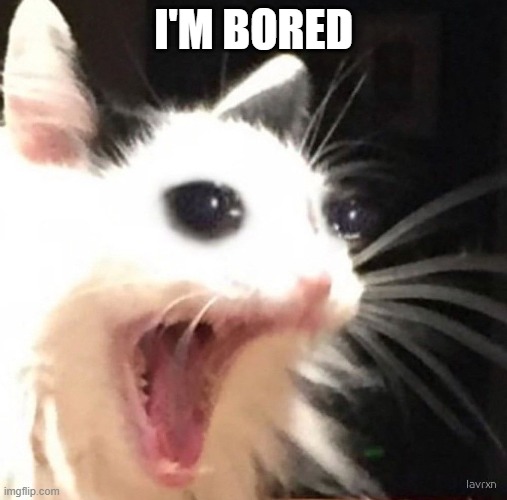 Zad cat | I'M BORED | image tagged in zad cat | made w/ Imgflip meme maker