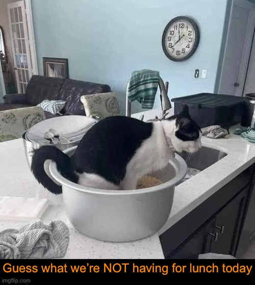 That’s Not the Litter Box | Guess what we’re NOT having for lunch today | image tagged in funny memes,funny cat memes | made w/ Imgflip meme maker