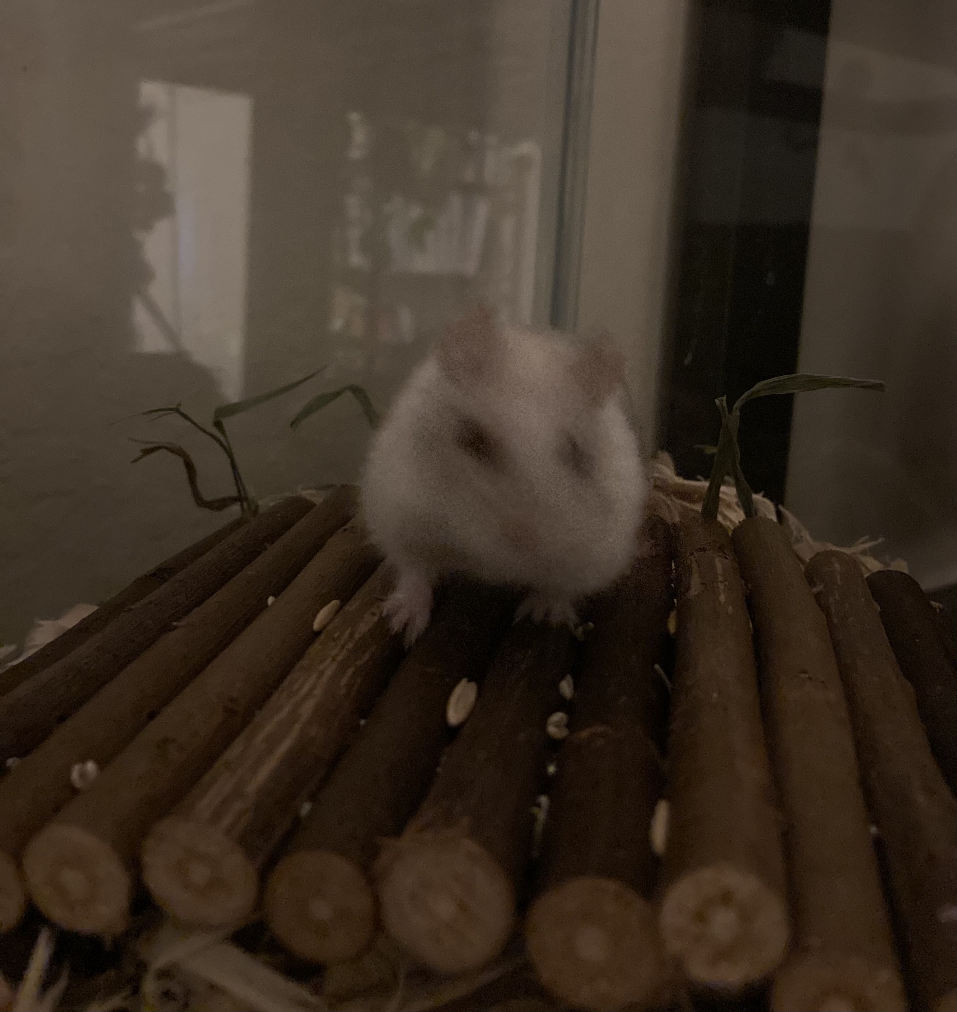 Blurry Hamster Blank Meme Template