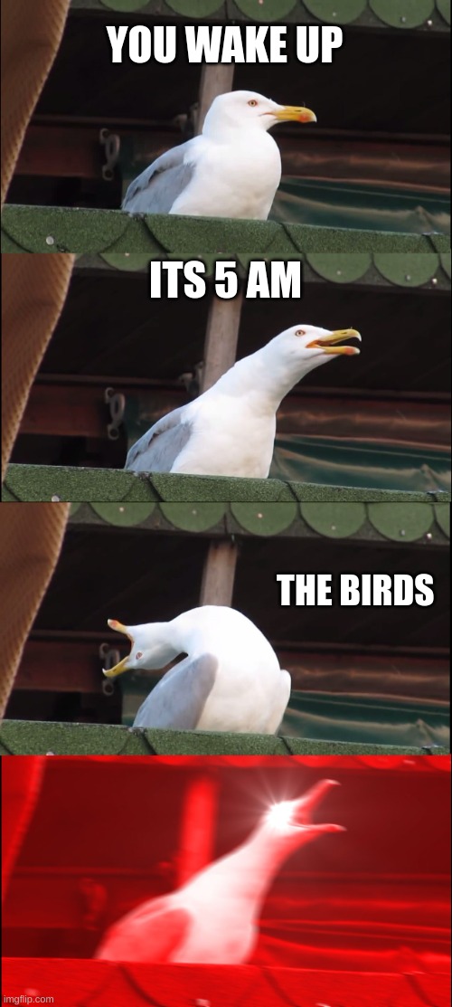 Image Title | YOU WAKE UP; ITS 5 AM; THE BIRDS | image tagged in memes,inhaling seagull | made w/ Imgflip meme maker