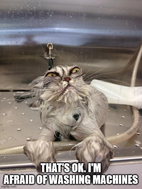 Angry Wet Cat | THAT'S OK. I'M AFRAID OF WASHING MACHINES | image tagged in angry wet cat | made w/ Imgflip meme maker