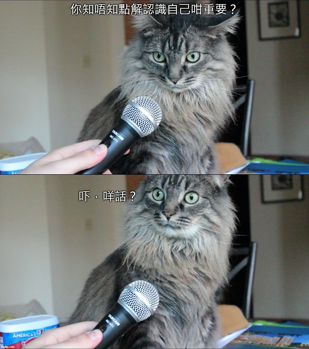 Interview Cat HD (1280x1446) | 你知唔知點解認識自己咁重要？; 吓，咩話？ | image tagged in interview cat hd 1280x1446 | made w/ Imgflip meme maker
