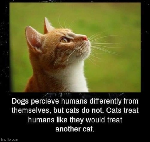 It's true | image tagged in cat,cats | made w/ Imgflip meme maker