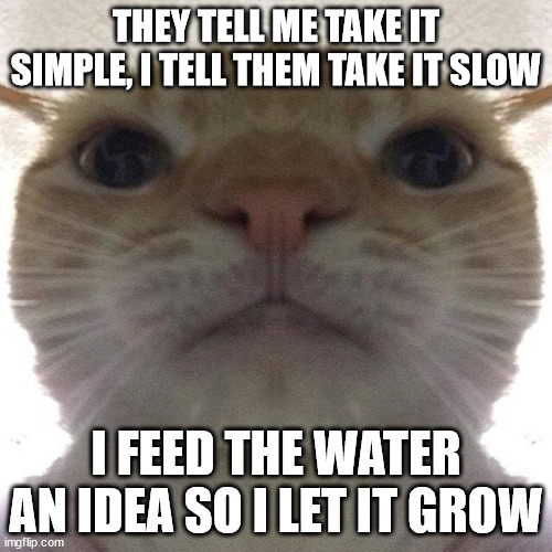 Staring Cat/Gusic | THEY TELL ME TAKE IT SIMPLE, I TELL THEM TAKE IT SLOW; I FEED THE WATER AN IDEA SO I LET IT GROW | image tagged in weird | made w/ Imgflip meme maker