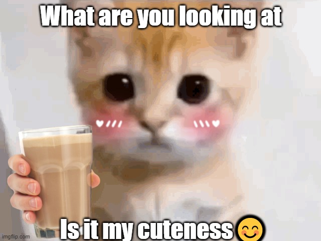 El gato |  What are you looking at; Is it my cuteness😊 | image tagged in el gato,meow,cute | made w/ Imgflip meme maker